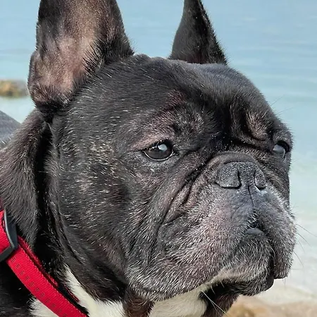 Casa de hóspedes & Nardin Izola