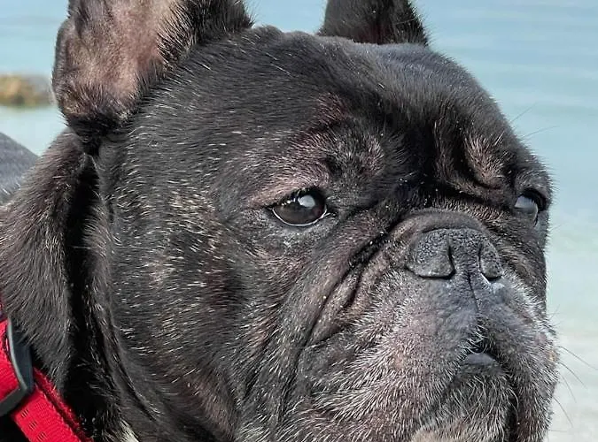 Gostinjska kuća & Nardin Izola